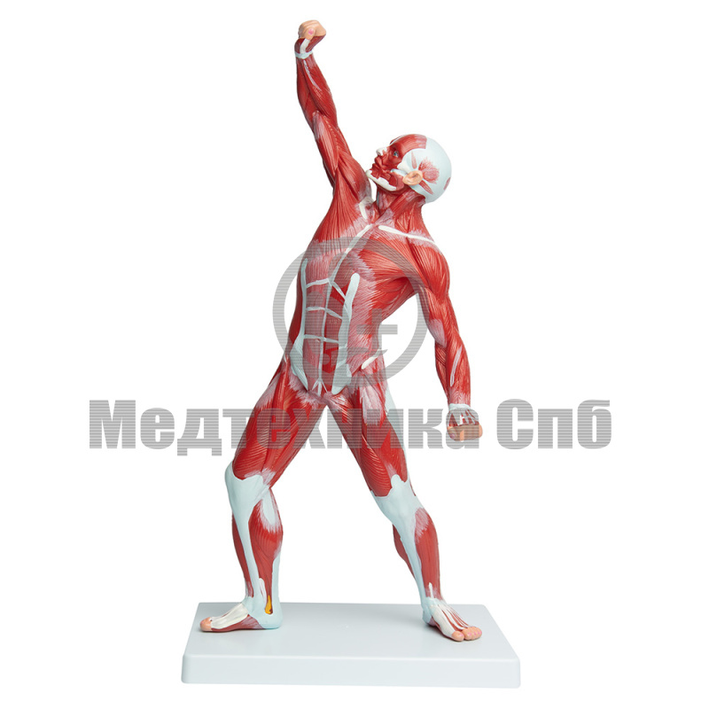 Модель фигуры человека с мышцами, не разборная, 50 см.