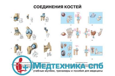 изображение: Соединения костей 1 (русский/латынь)