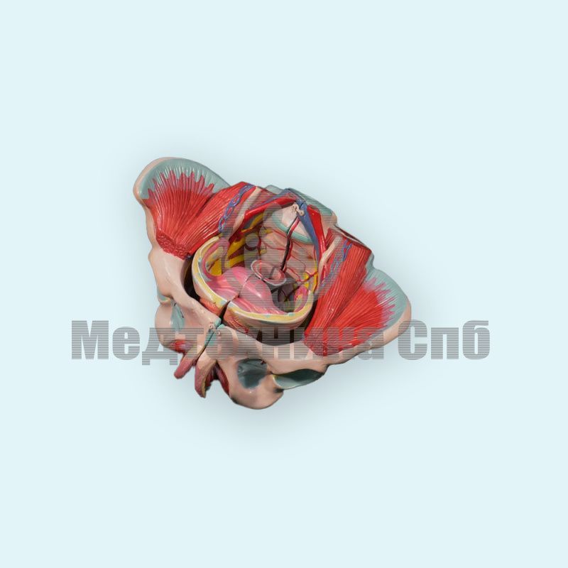 Модель женского таза с репродуктивными органами разборная 4 части