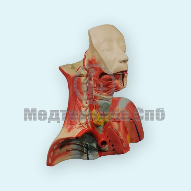 изображение: Модель региональной диссекции черепной коробки, головы,шеи и груди