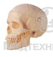 изображение: Модель черепа взрослого