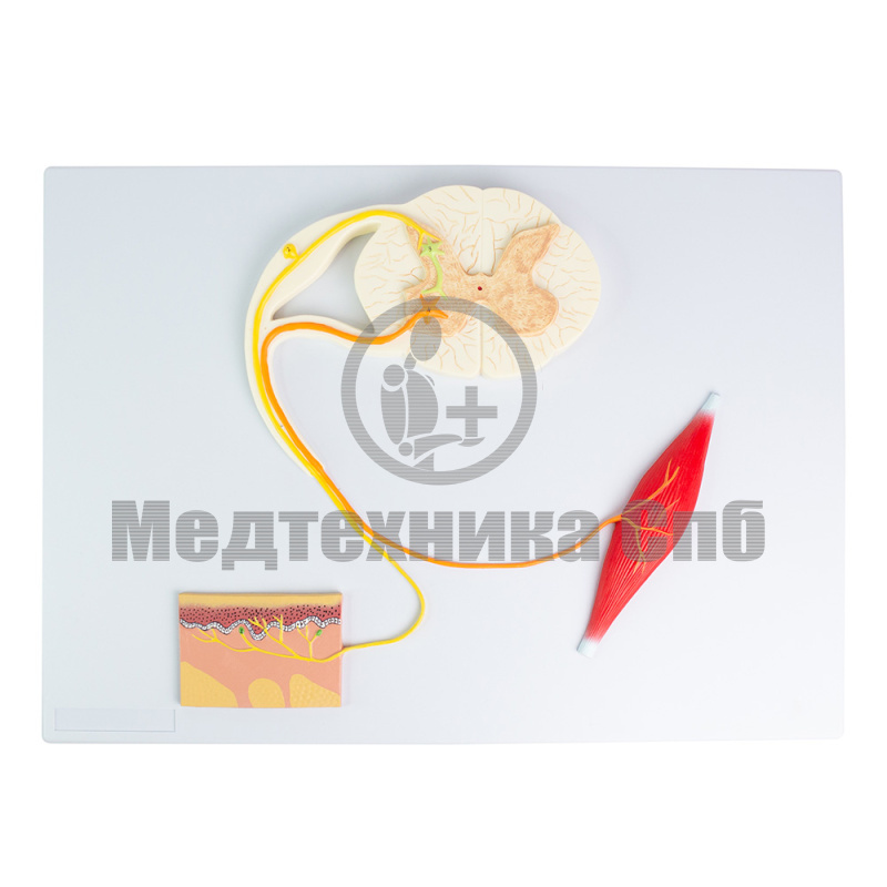 P1621 Модель "Рефлекторная дуга"