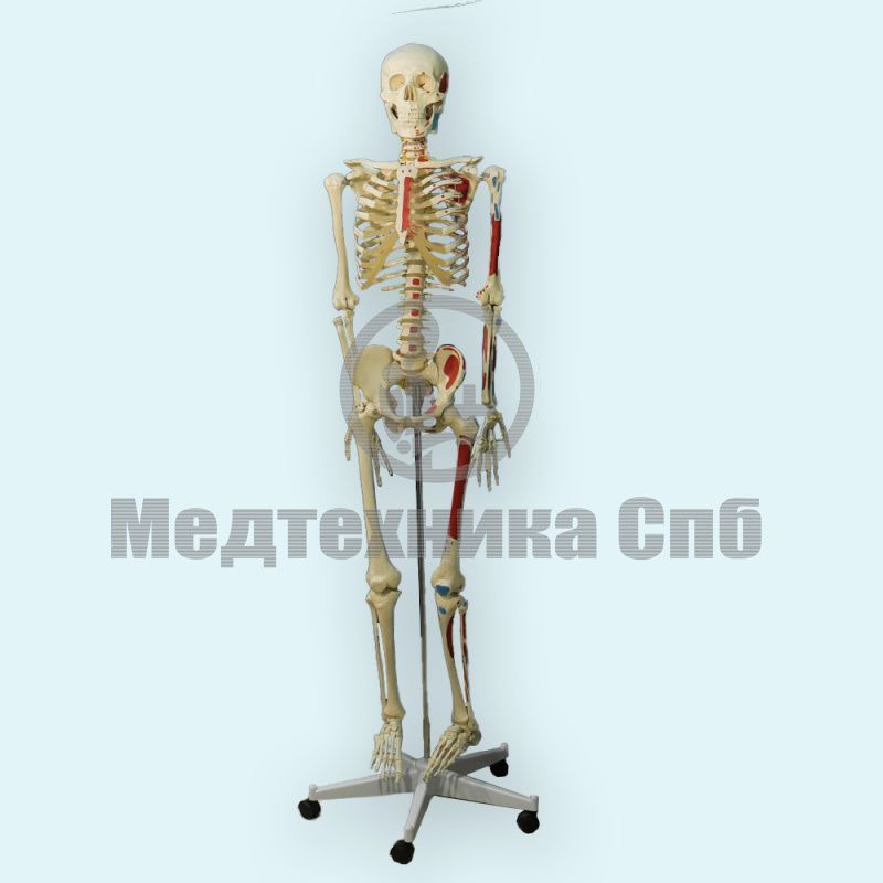 изображение: Модель скелета человека места прикрепления мышц (со стойкой)