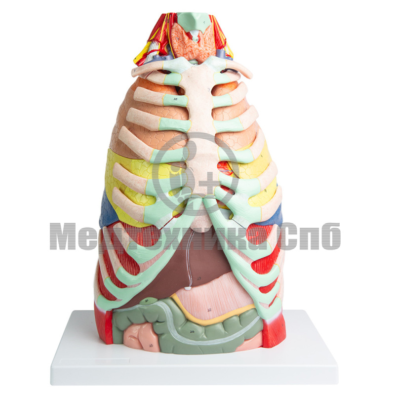 P0482 Модель грудной полости, 16 частей