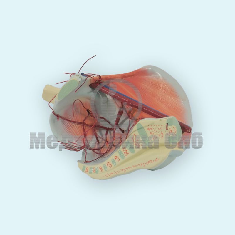 изображение: Модель мышц бедра и внутренней подвздошной артерии