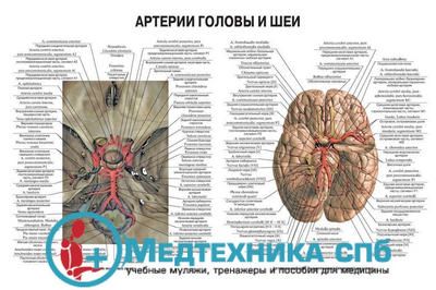 изображение: Артерии головы и шеи 2 (русский/латынь)