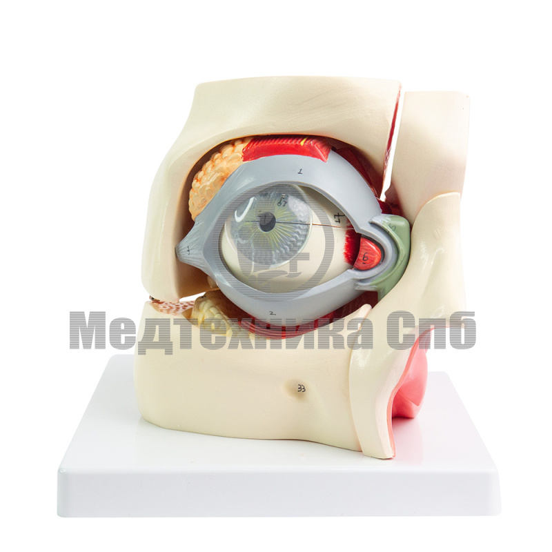 P0665 Модель глаза в орбите с веком, 13 частей