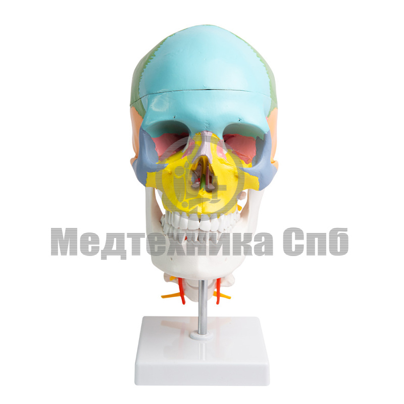 P0154C Модель черепа человека с раскрашенными костями и шейным отделом позвоночника