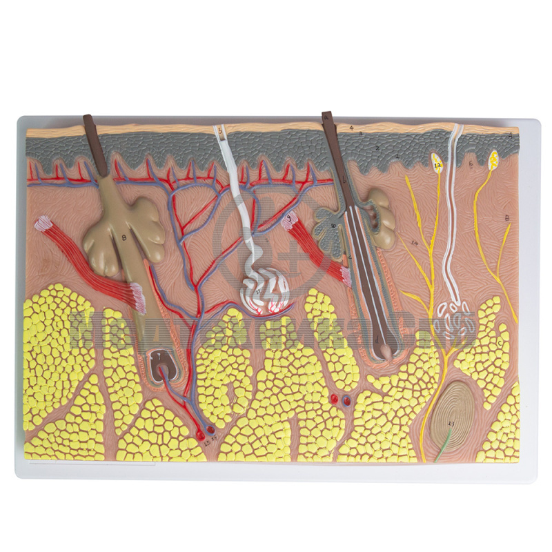 P0553 Модель разреза кожи