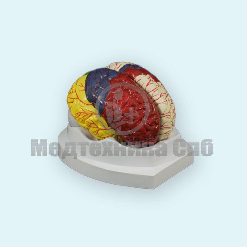 изображение: Функциональная модель головного мозга с артериями