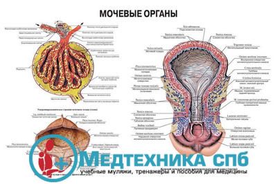изображение: Мочевые органы 3 (русский/латынь)