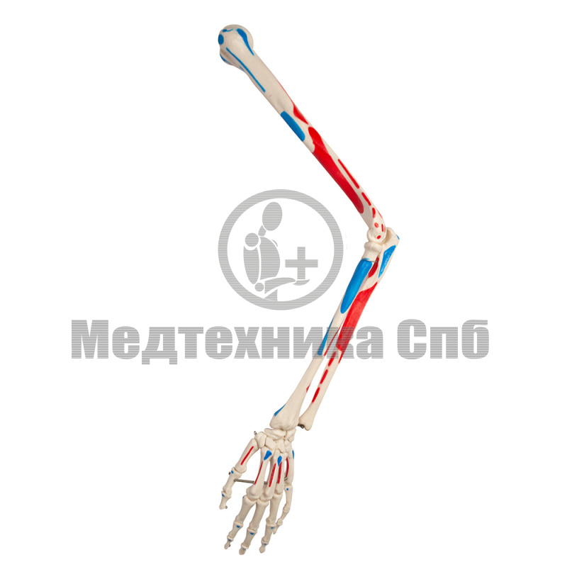 Модель костей левой верхней конечности с местами крепления мышц, левая 