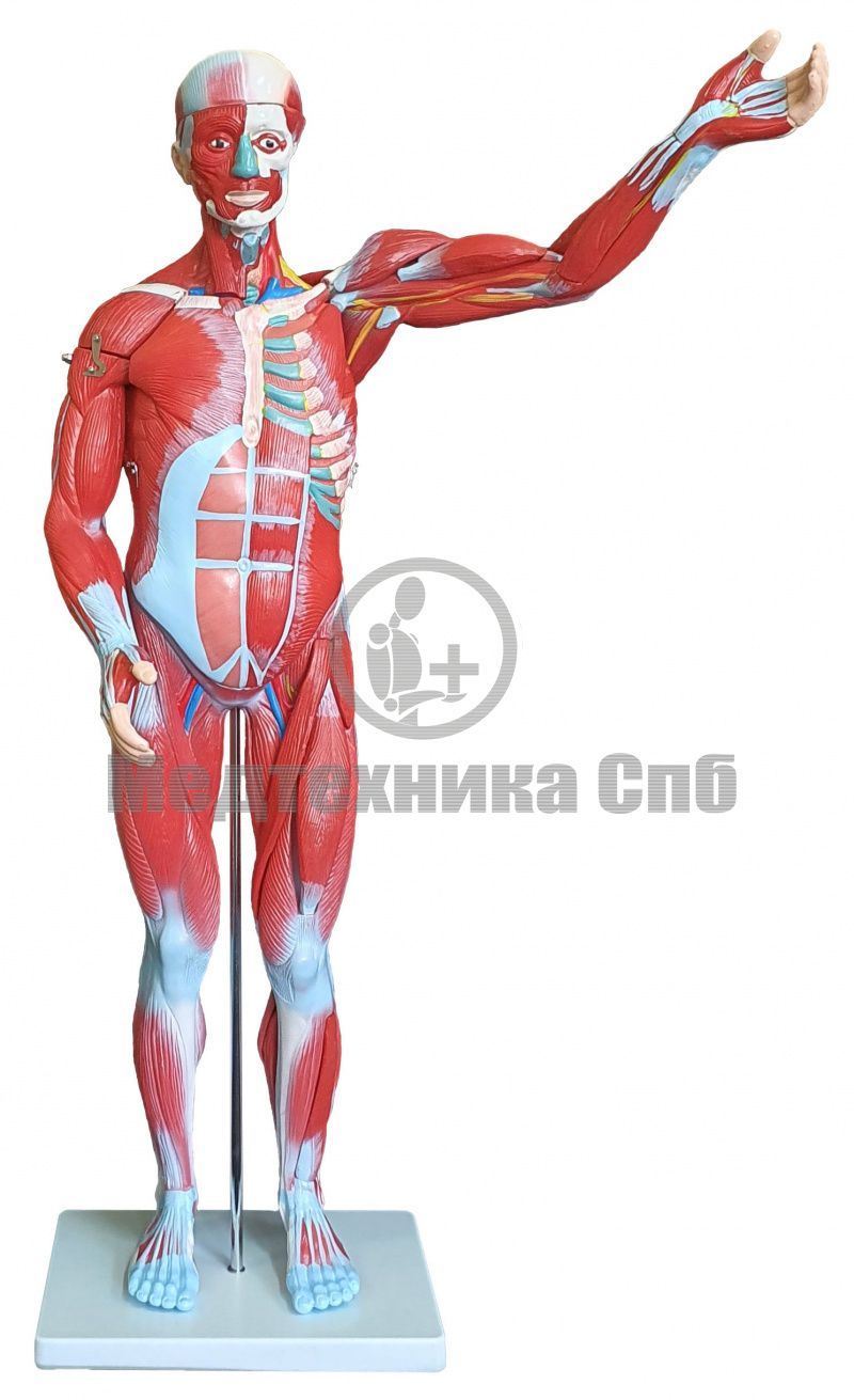 изображение: Модель мышц мужчины разборная 27 частей (на подставке)
