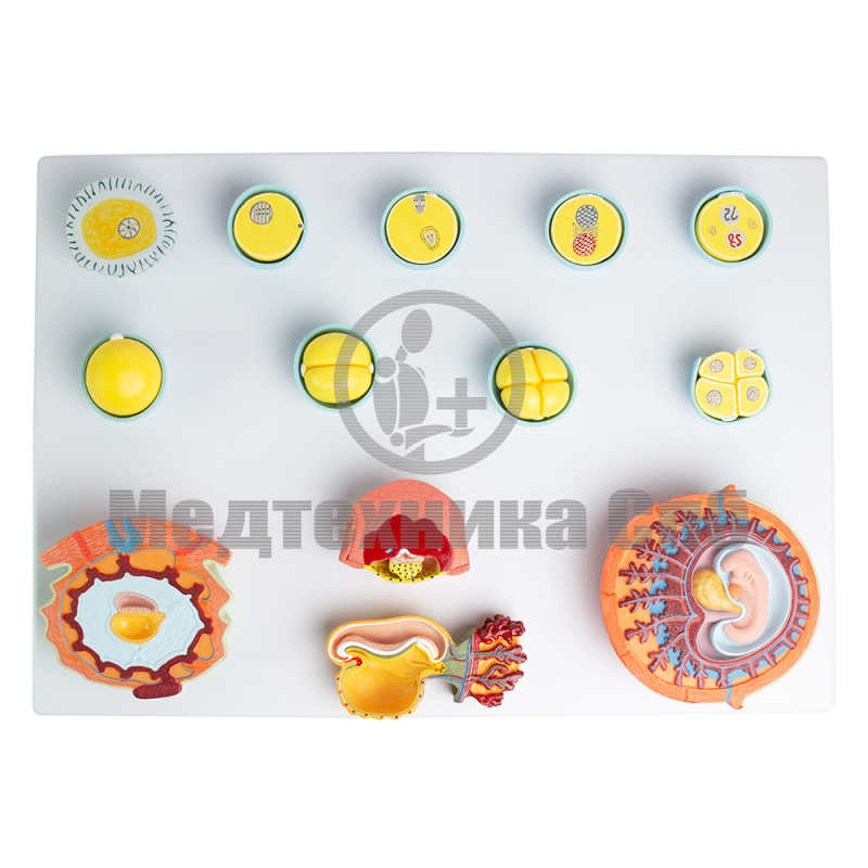 P0597 Модель оплодотворения и развития эмбриона, 13 частей