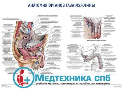 Анатомия органов таза мужчины (русский/латынь)