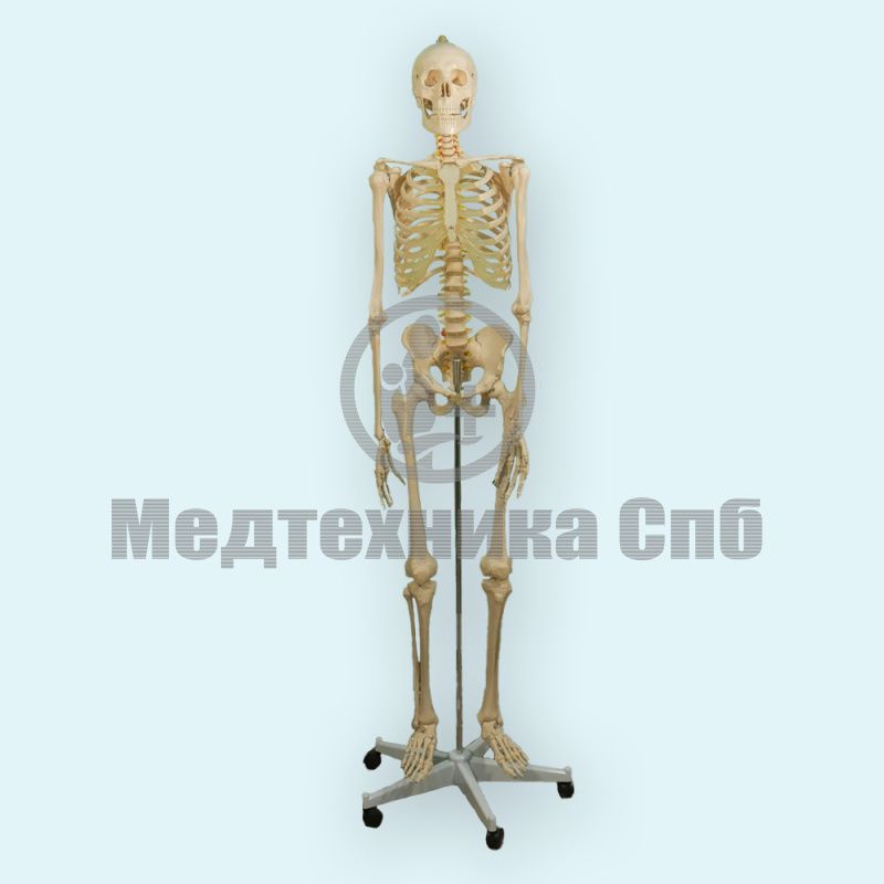 изображение: Модель скелета человека (со стойкой)