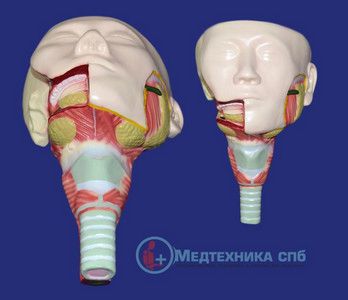 изображение: Модель головы с мышцами глотки и слюнными железами