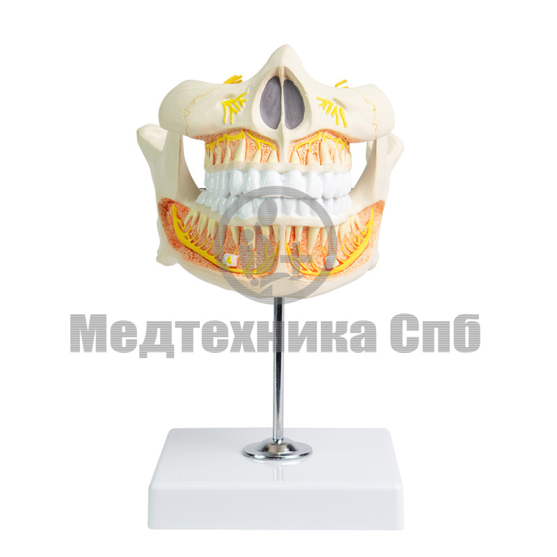 P0531 Модель постоянных зубов, 2 части