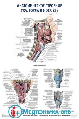 изображение: Анатомическое строение уха, горла и носа 3. (русский/латынь)