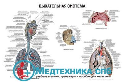Дыхательная система 1 (русский/латынь)