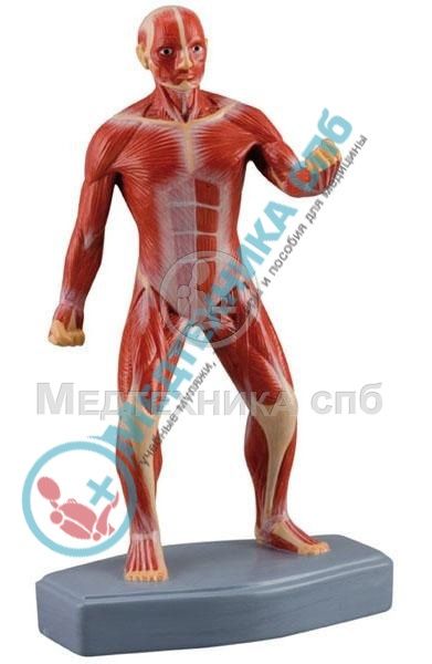 изображение: Модель мышц тела человека, 22 см