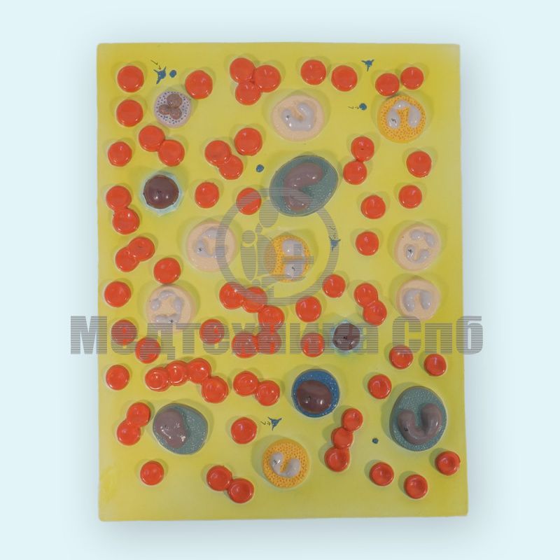 изображение: Демонстрационная модель клеток крови человека, увеличенная