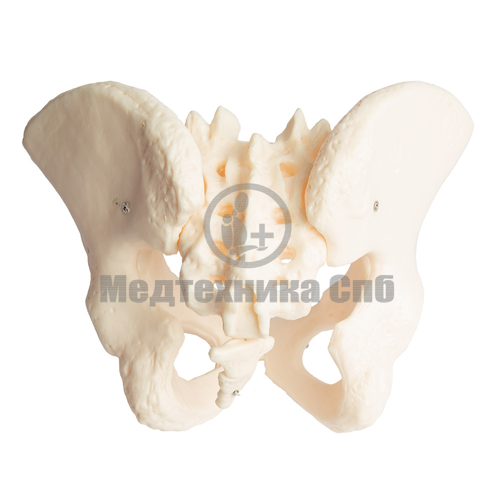 Модель скелета мужского таза ООО Медтехника Спб