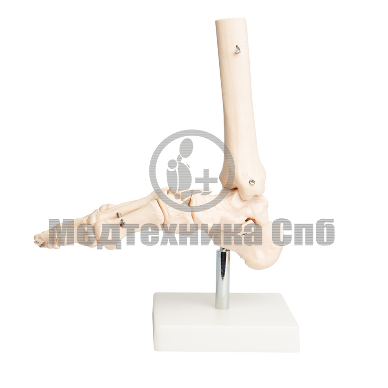 XC-113 Модель костей голеностопного сустава (на подставке)