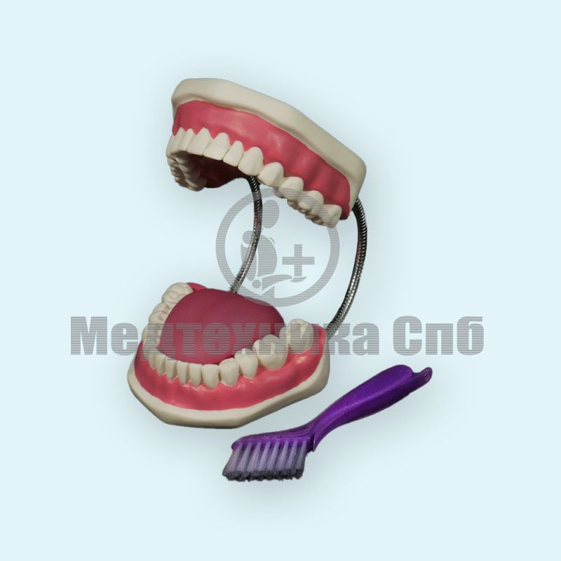 изображение: Модель ухода за зубами