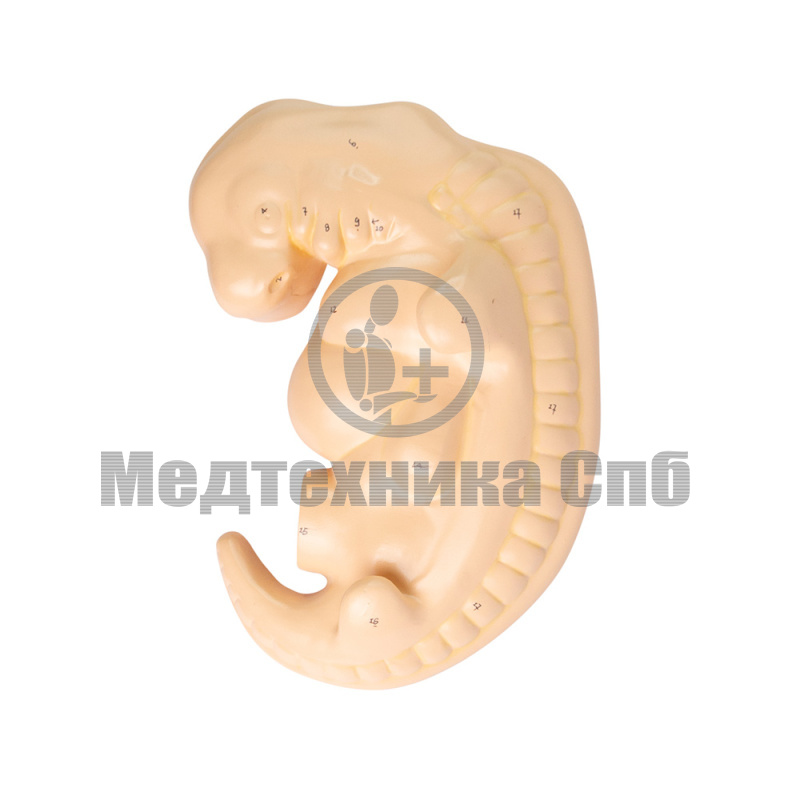 P0607 Модель эмбриона человека на 4-й неделе развития