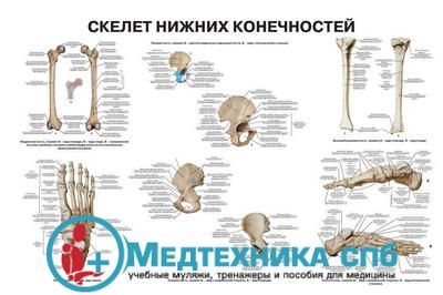 Скелет нижних конечностей (русский/латынь)