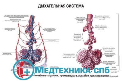 изображение: Дыхательная система 2 (русский/латынь)