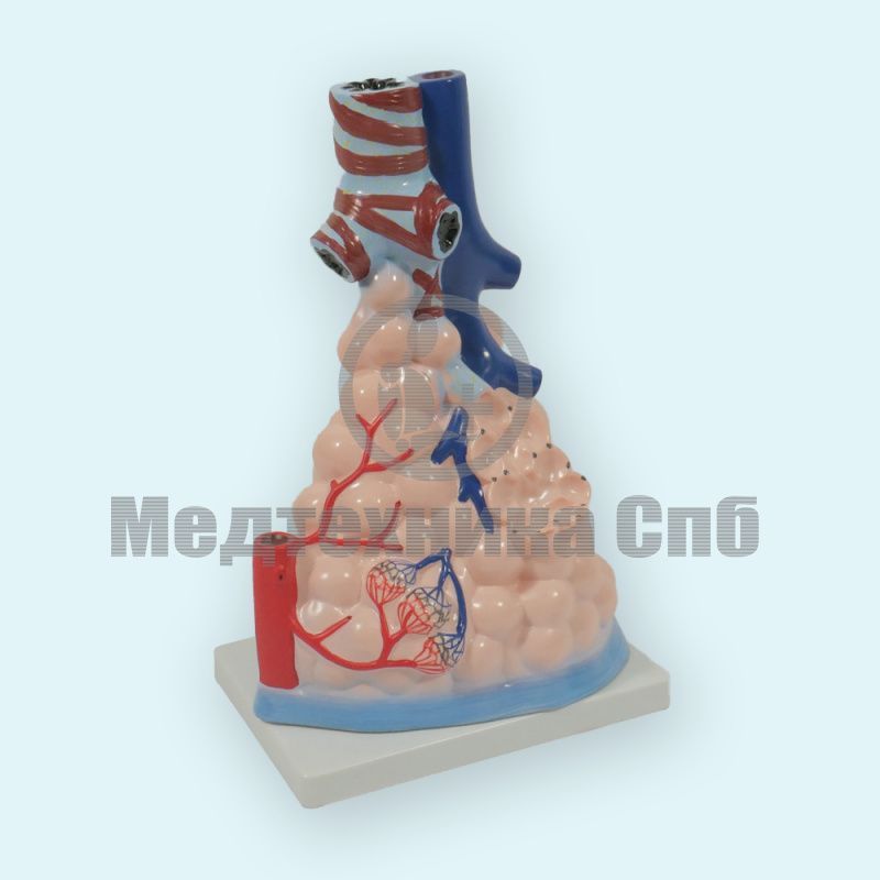 изображение: Модель лёгочных альвеол