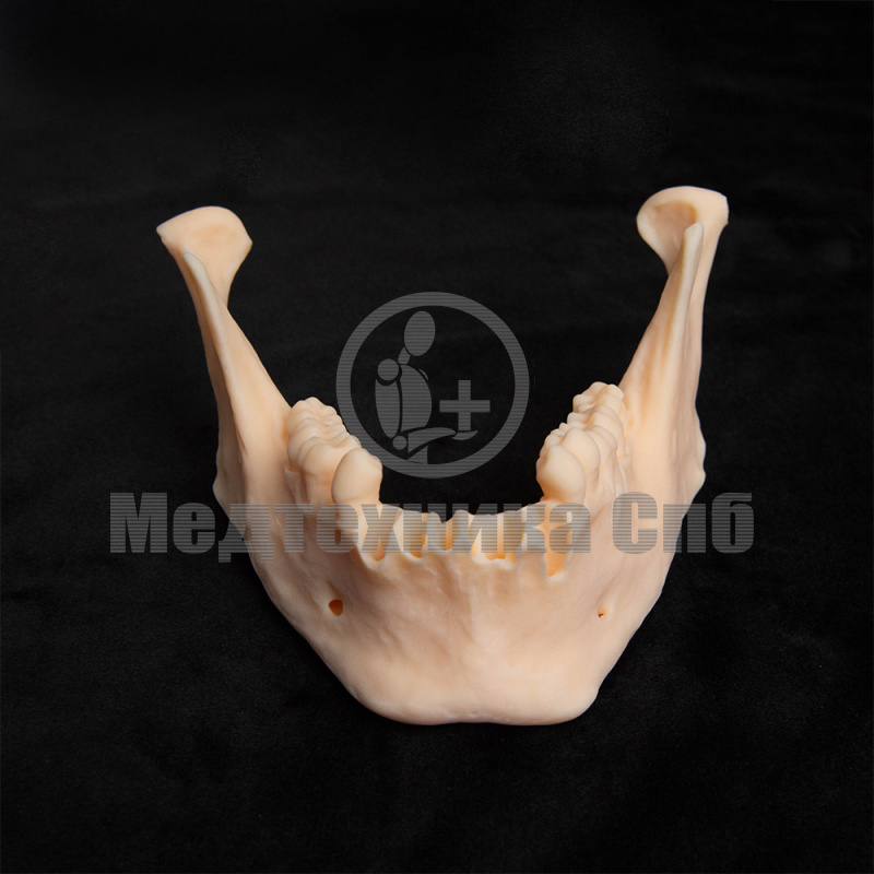 KS002 Нижняя челюсть