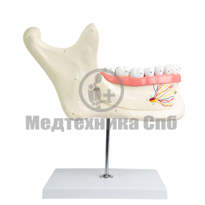 P0537 Модель нижней челюсти, 6 частей, увеличение в 3 раза