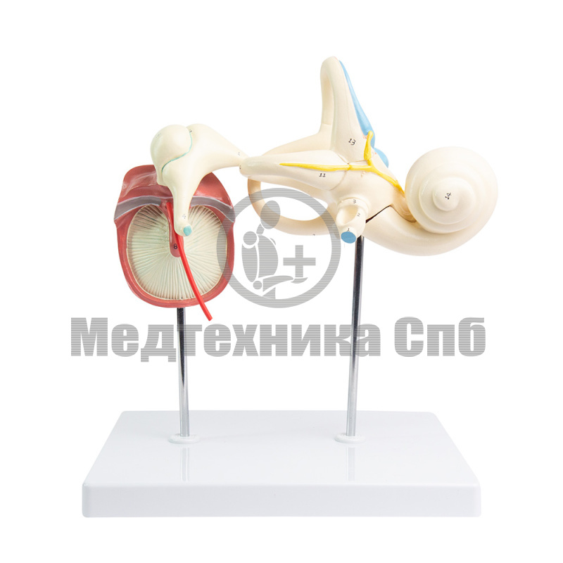 P0672 Модель внутреннуго уха, слуховых косточек и барабанной перепонки