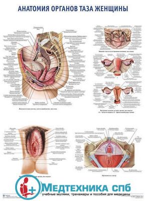 изображение: Анатомия органов таза женщины (русский/латынь)