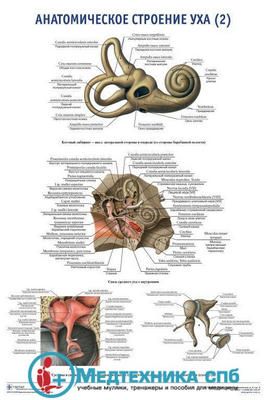 изображение: Анатомическое строение органа слуха 2 (русский/латынь)