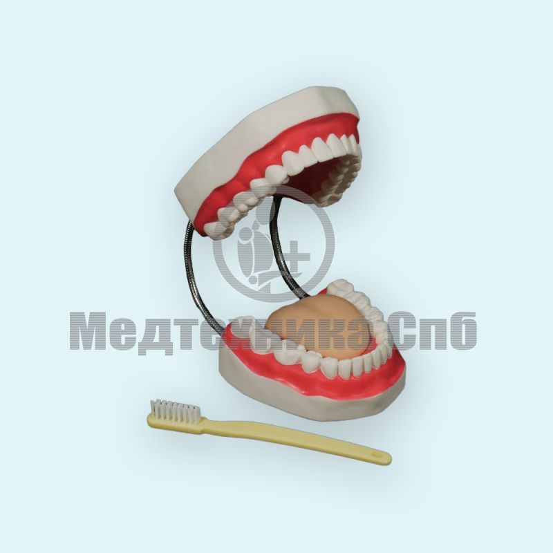 изображение: Модель Уход за зубами, 32 зуба