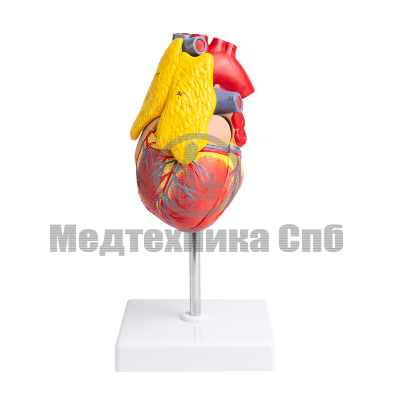 P0402 Модель сердца человека с тимусом 3 части (на подставке)