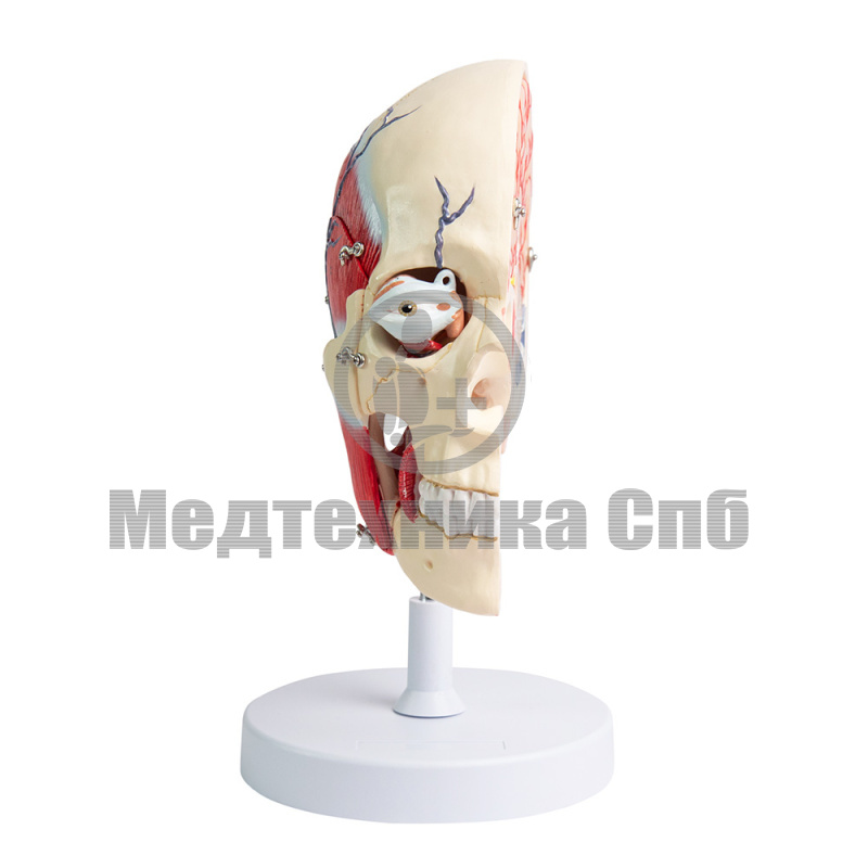 P0354 Модель черепа человека с жевательными мышцами, 5 частей
