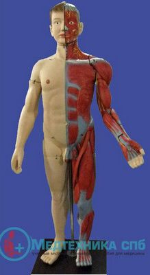изображение: Модель человеческого тела с мышцами и внутренними органами (170 см)