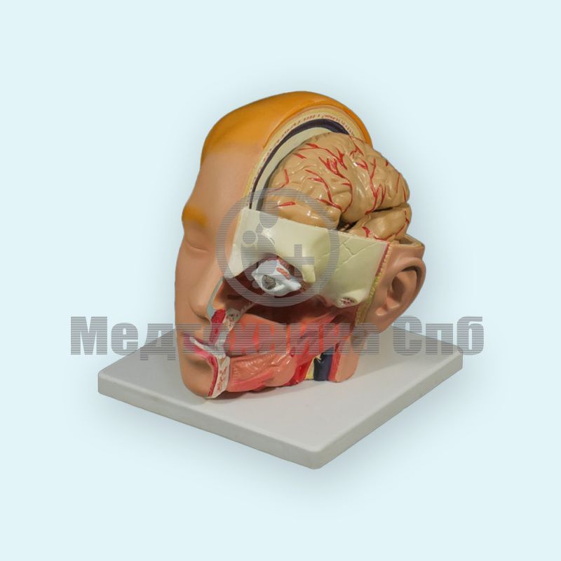 Модель головы с мозгом 6 частей (на подставке)