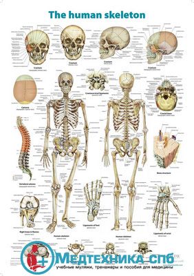 Скелет человека (плакат на английском языке)