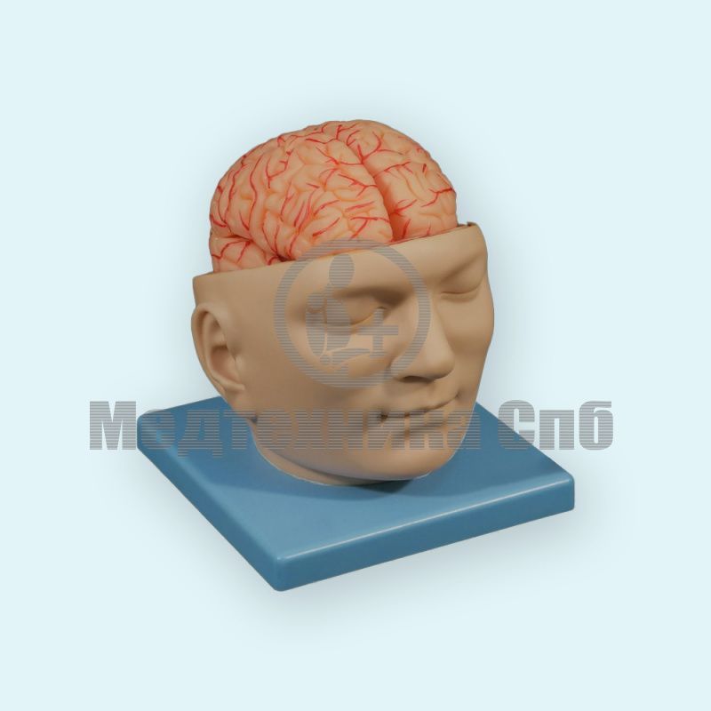 изображение: Модель головного мозга с артериями, 9 частей подставка в виде лица