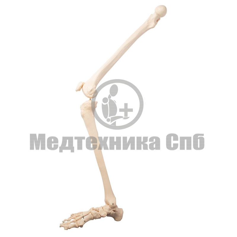 Модель костей правой нижней конечности