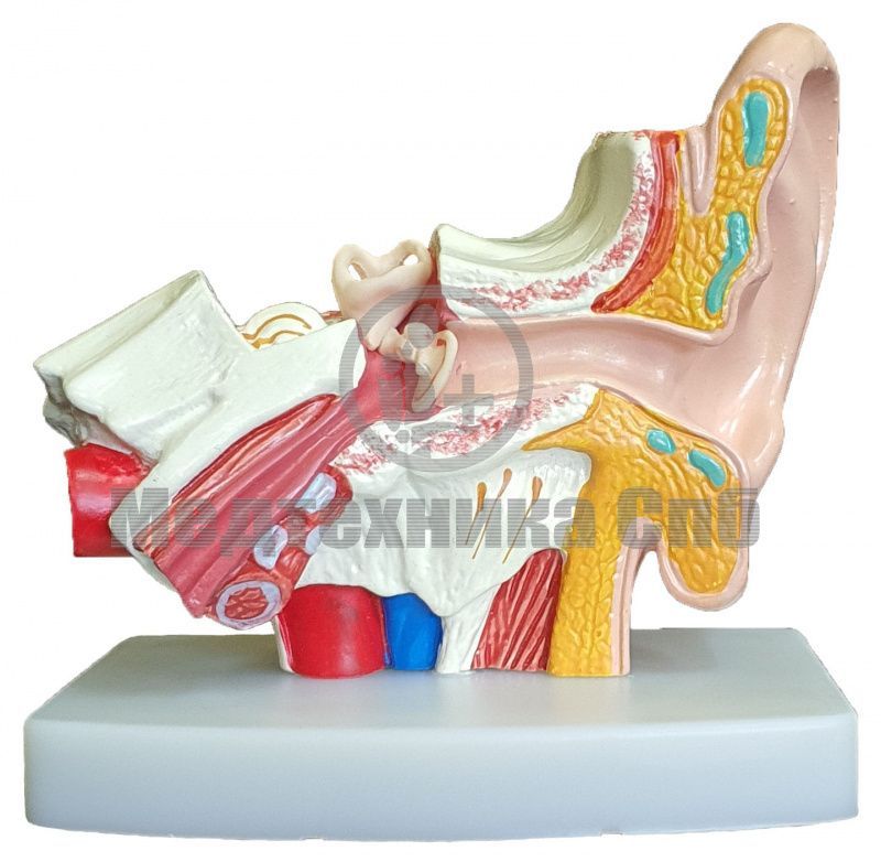 Модель уха (на подставке)