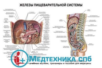 изображение: Железы пищеварительной системы 2 (русский/латынь)