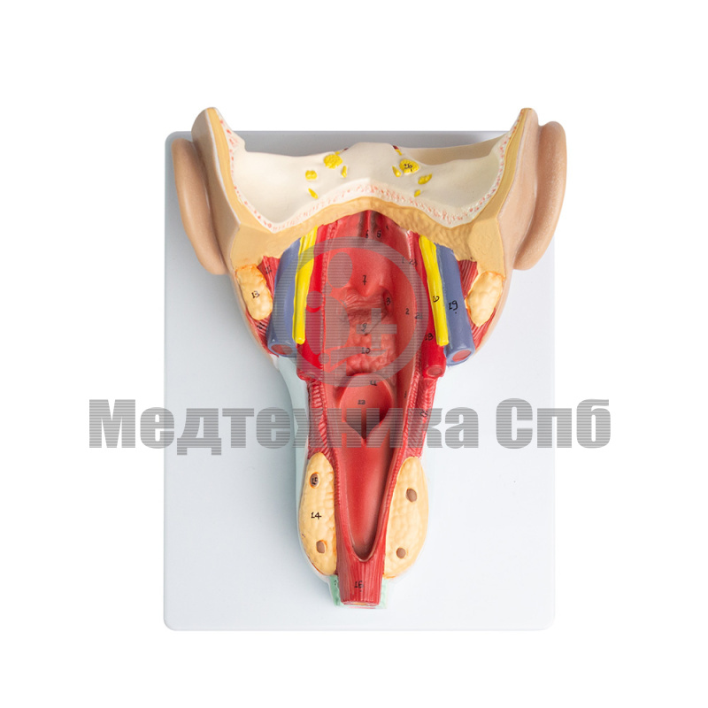 P0443 Модель мышц глотки
