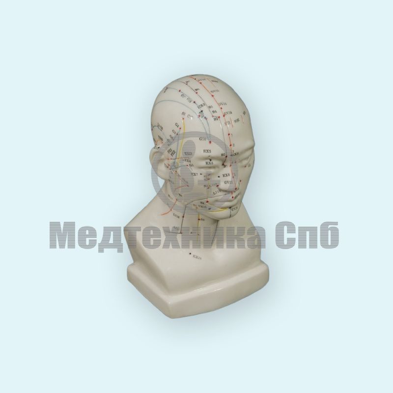 изображение: Модель акупунктуры голова
